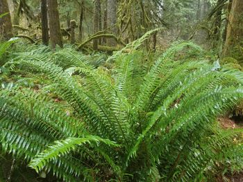 Close-up of fern in forest