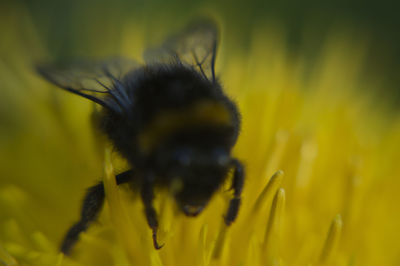 Close-up of bee pollinating on yellow flower