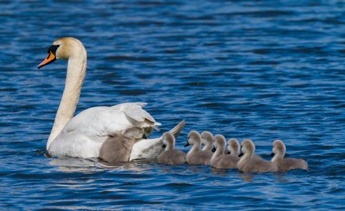 Swans swimming in lake