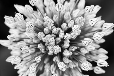 Close-up of flower bouquet against black background