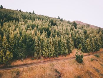 Scenic view of forest against sky