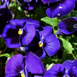 Close-up of purple flowering plants