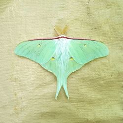 High angle view of butterfly on leaf