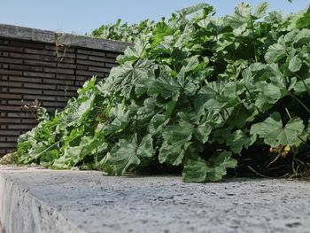 Close-up of plants