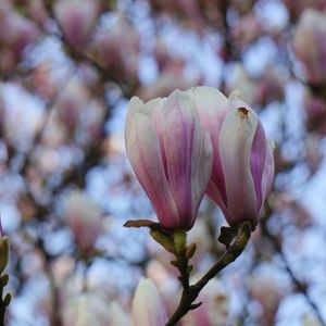 Close-up of pink flowers blooming in park