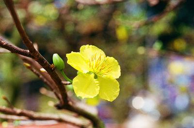 Close-up of yellow flower
