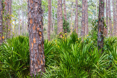 Pine trees in forest