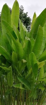 Close-up of fresh green plant