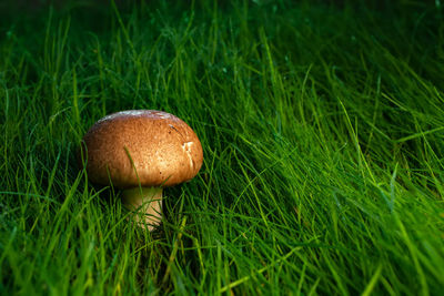 Close-up of mushroom growing on field