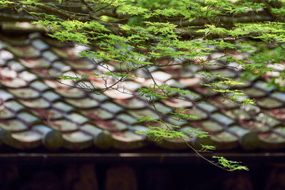 Close-up of maple leaves growing on tree