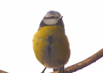 Low angle view of birds perching on tree