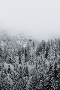 Pine trees in forest against sky during winter