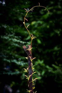 Close-up of plant on wooden post against blurred background