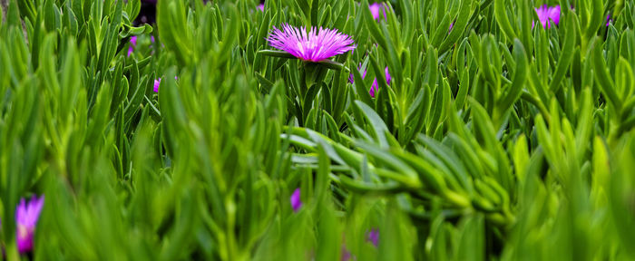 Close-up of pink flowering plants on field