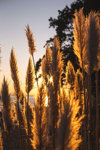 Close-up of stalks in field against sky