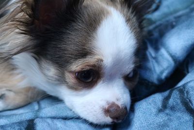 Close-up of chihuahua puppy resting on bed