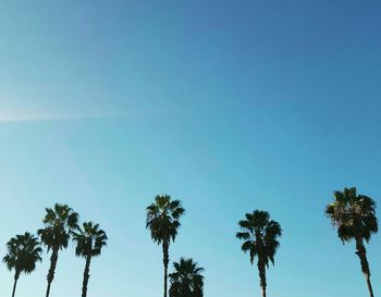 Low angle view of palm trees against blue sky