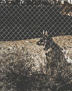 Close-up of chainlink fence