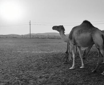 Horse standing on field against clear sky