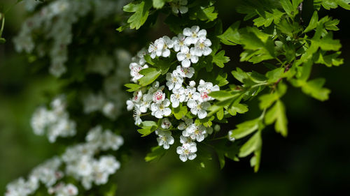 Close-up of white flowering plant