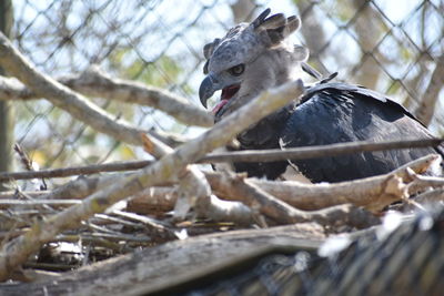 Close-up of bird on branch