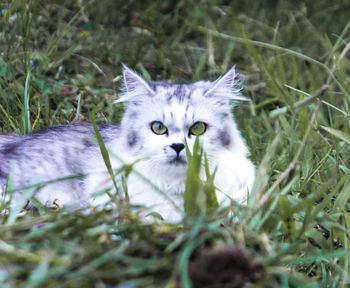 Portrait of kitten on field