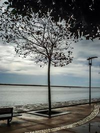 Bare trees against sky