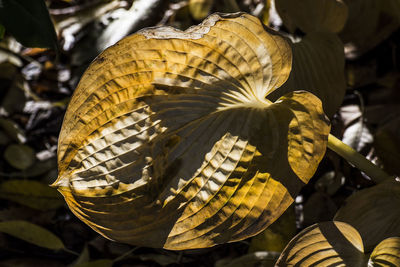 Close-up of butterfly on flower