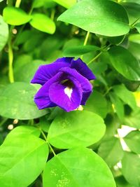 Close-up of purple flowering plant