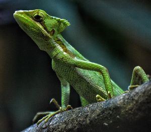 Close-up of lizard