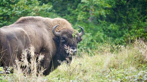 Close-up of an european bison on field