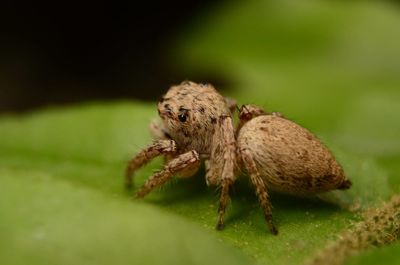 Close-up of spider