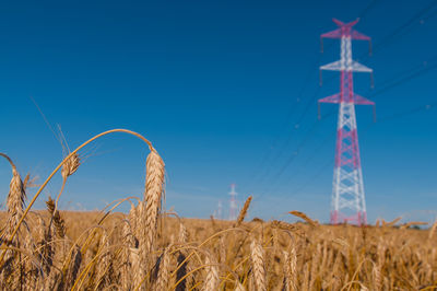 Low angle view of corn field against clear blue sky