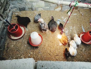 High angle view of birds on ground