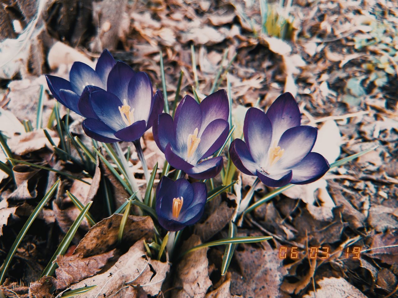 CLOSE-UP OF PURPLE CROCUS FLOWERS GROWING ON LAND