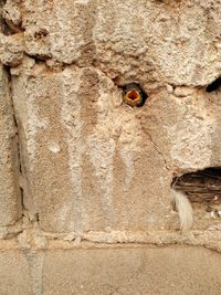 Close-up of insect on wall