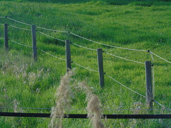 Grass on field by railing