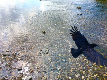 High angle view of birds flying over lake