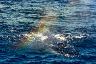 View of whale swimming in sea