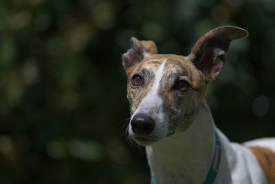 Close-up portrait of dog against blurred background. brindle and white grey hound looking away