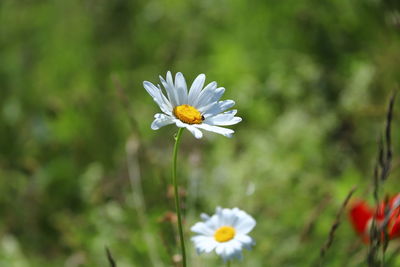 Close-up of white daisy flower on field