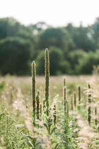 Close-up of crops growing on field