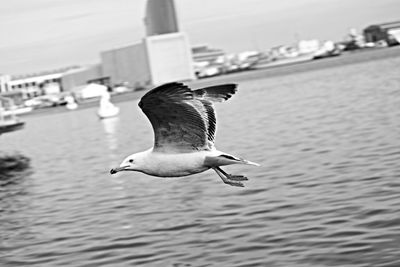 Seagull flying over water