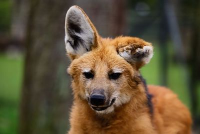 Close-up portrait of lion