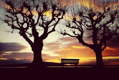 Silhouette of bare tree at sunset