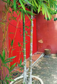 Close-up of red leaves