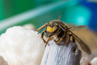 Close-up of spider