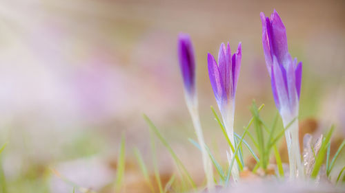 Close-up of purple crocus flowers on field