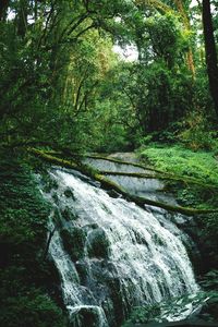 Scenic view of waterfall in forest