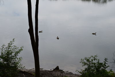 Swans swimming on lake